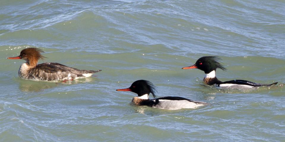 Крех середній Mergus serrator