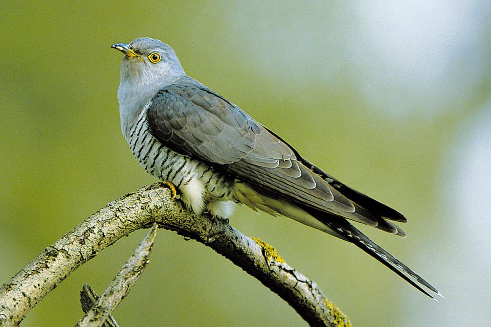 Зозуля звичайна Cuculus canorus