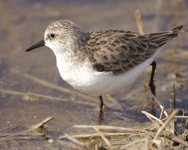 Побережник малий (кулик-горобець) Calidris minuta