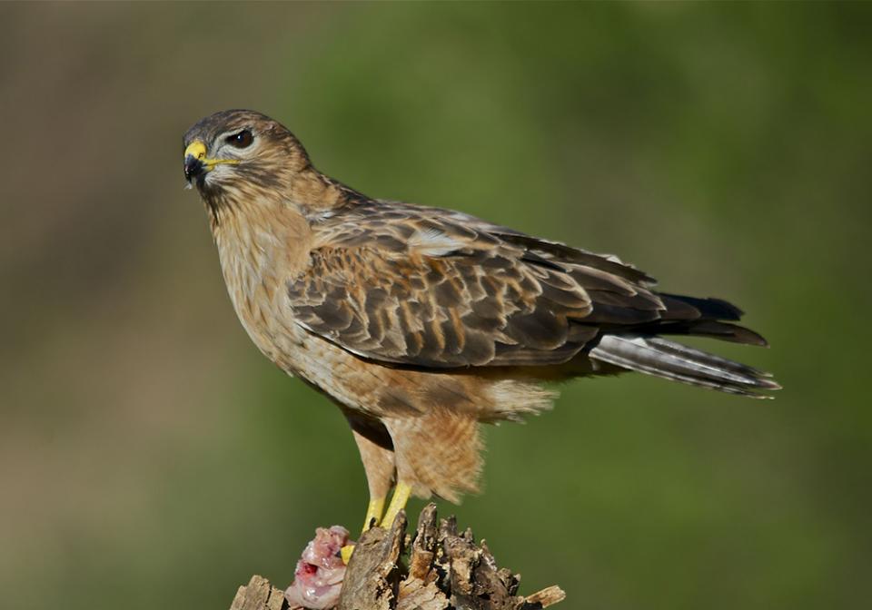 Канюк степовий Buteo rufinus