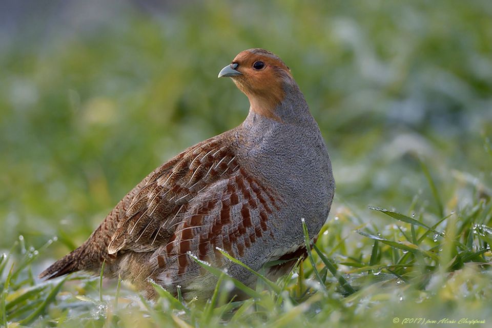 Куріпка сіра Perdix perdix