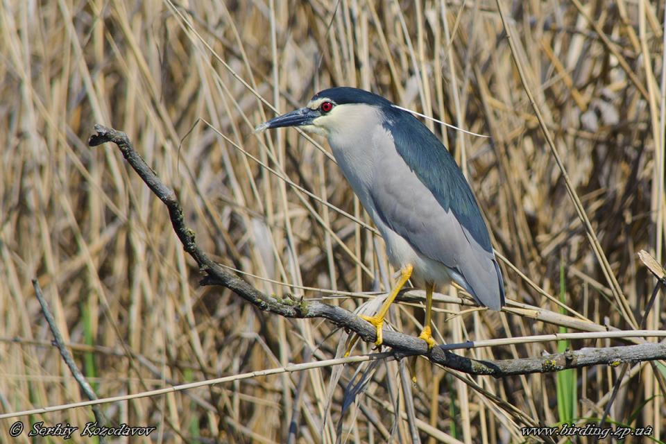 Квак Nycticorax nycticorax