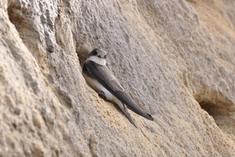 Ластівка берегова Riparia riparia