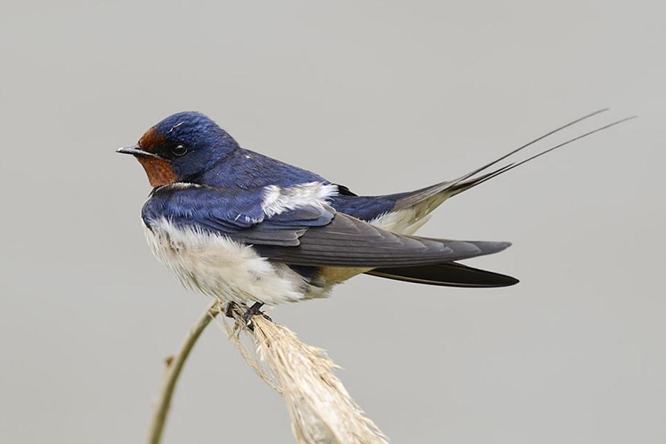 Ластівка сільська Hirundo rustica