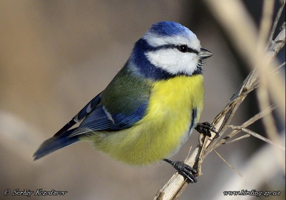 Синиця блакитна Parus caeruleus