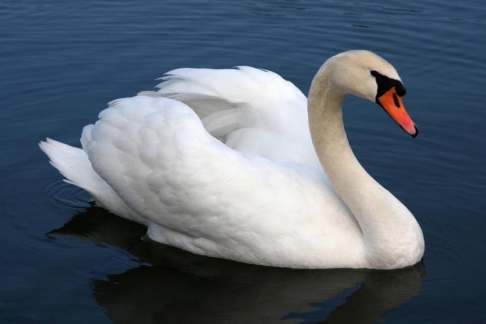 Лебідь-шипун Cygnus olor