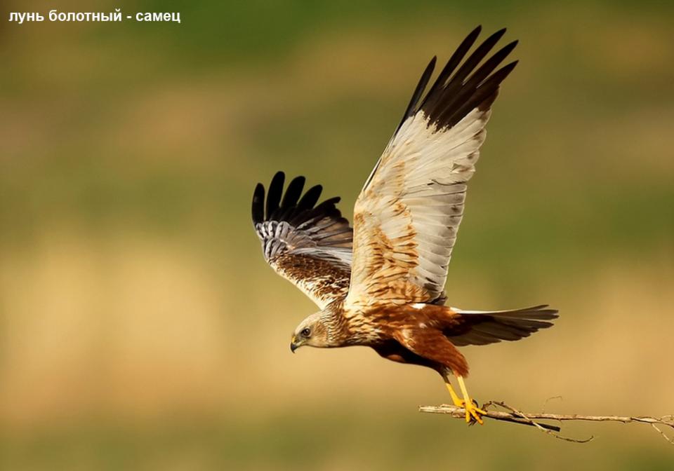 Лунь очеретяний Circus aeruginosus