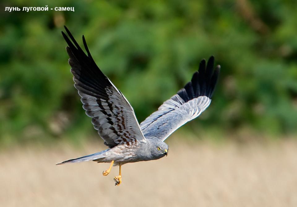 Лунь лучний Circus pygargus