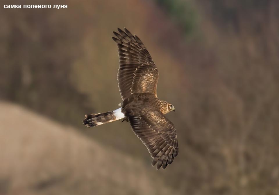 Лунь польовий Circus cyaneus