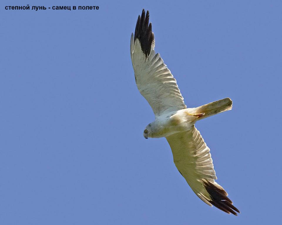 Лунь степовий Circus macrourus