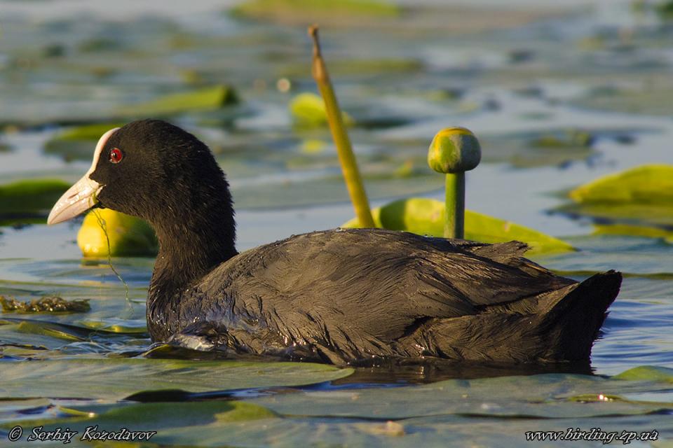 Лиска звичайна Fulica atra