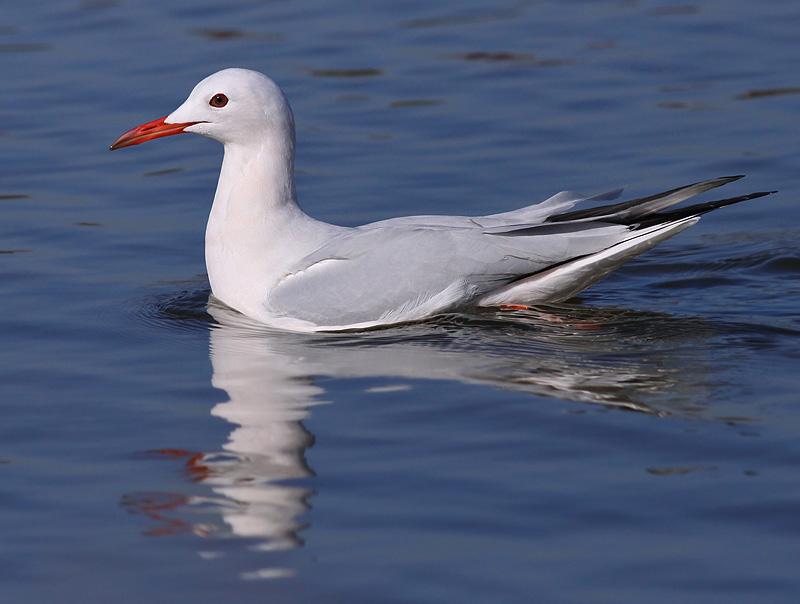 Мартин тонкодзьобий Chroicocephalus genei