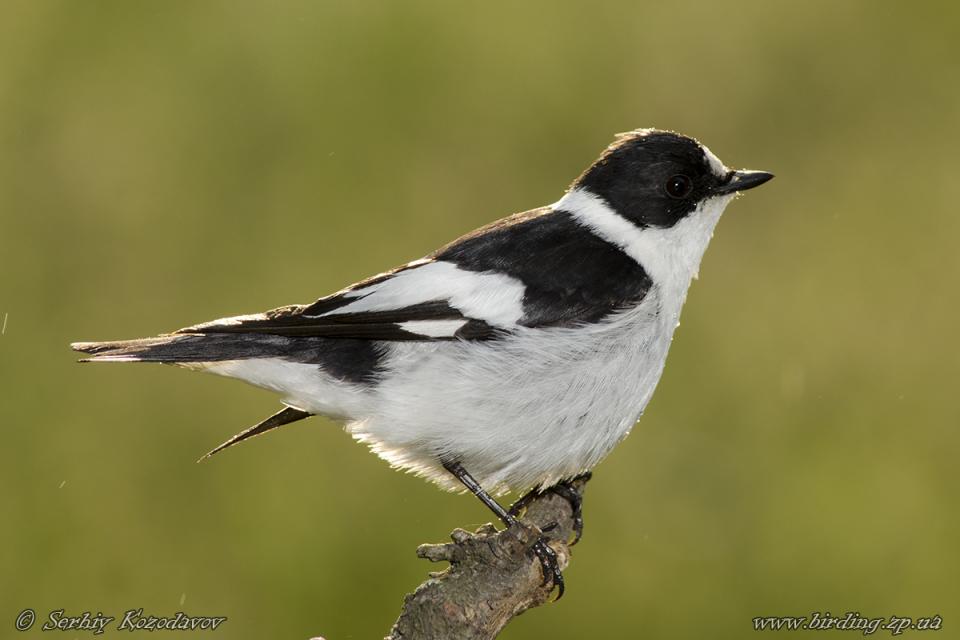 Мухоловка білошия Ficedula albicollis