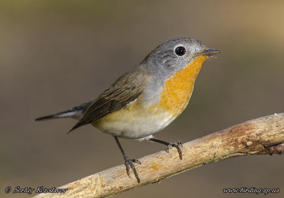 Мухоловка мала Ficedula parva