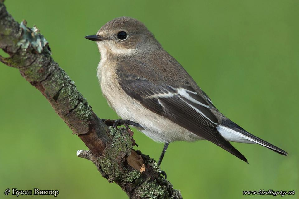 Мухоловка строката Ficedula hypoleuca