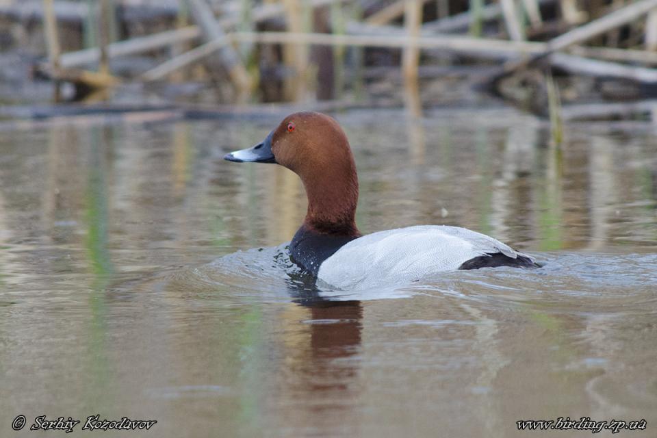 Попелюх звичайний Aythya ferina