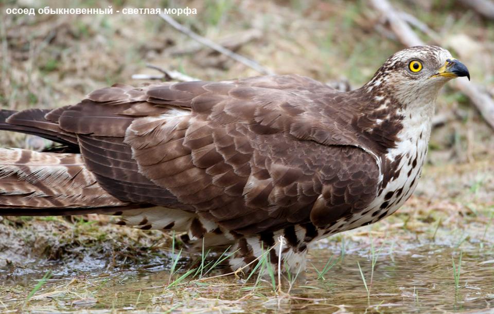 Осоїд євразійський Pernis apivorus