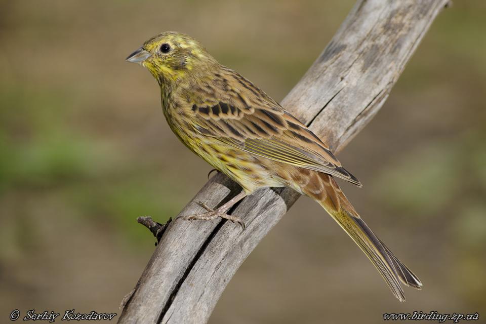 Вівсянка звичайна Emberiza citrinella