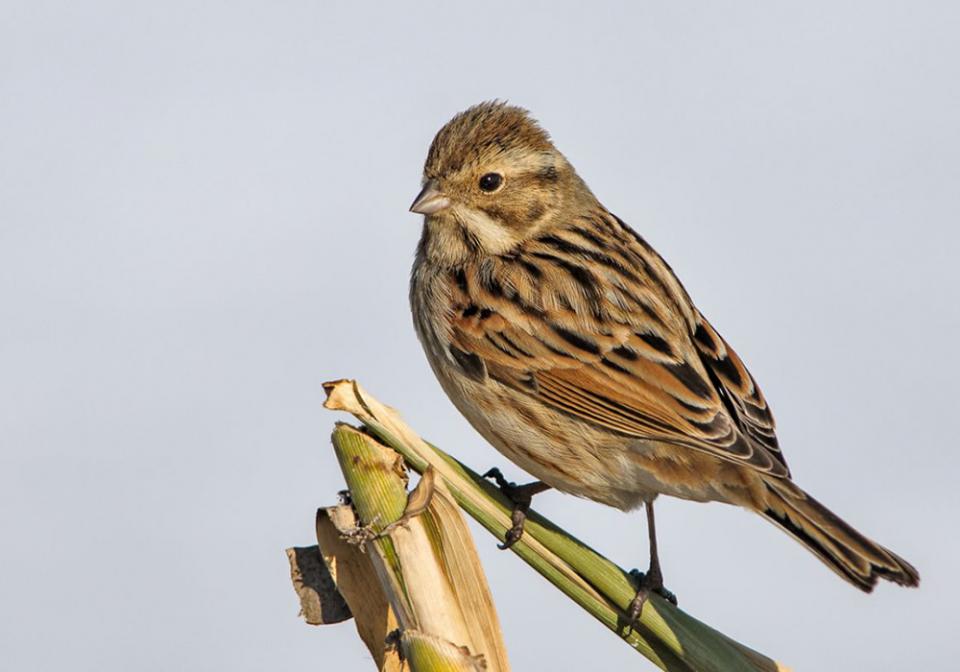 Вівсянка очеретяна Emberiza schoeniclus