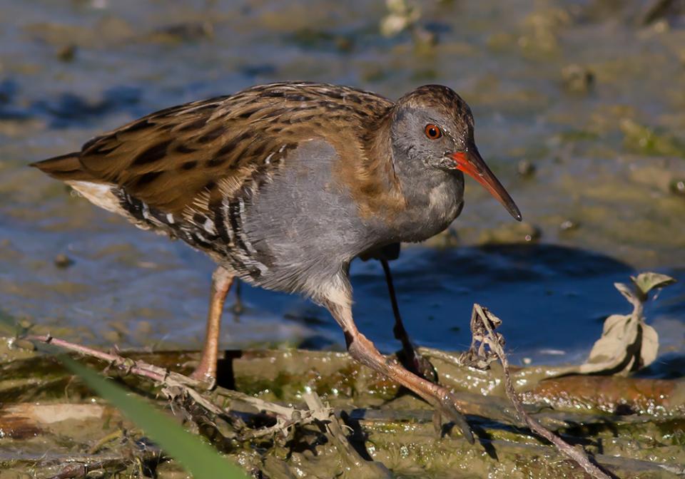 Пастушок водяний Rallus aquaticus