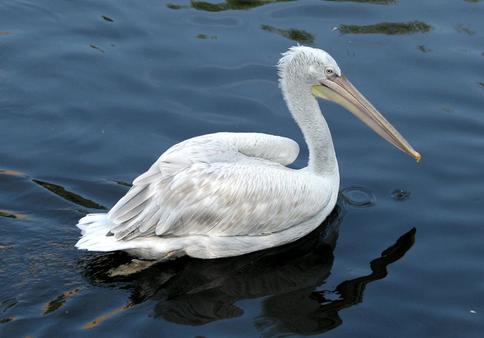 Пелікан кучерявий Pelecanus crispus
