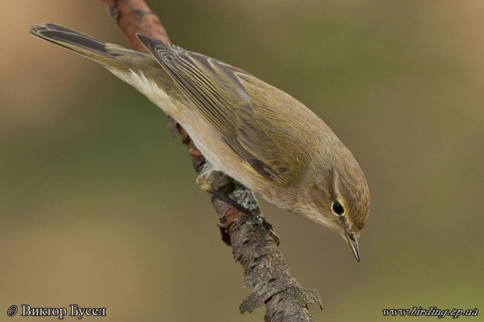 Вівчарик-ковалик Phylloscopus collybita