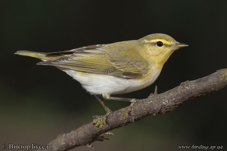Вівчарик жовтобровий Phylloscopus sibilatrix