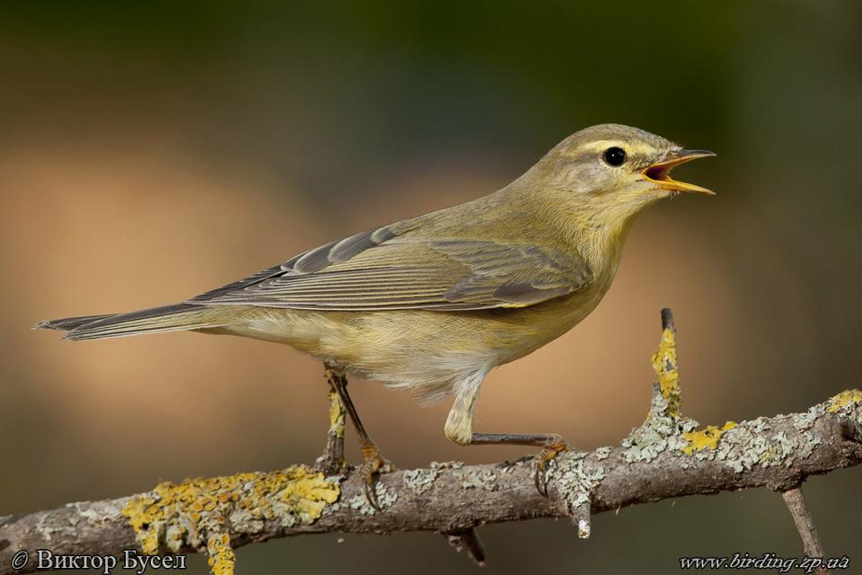 Вівчарик весняний Phylloscopus trochilus