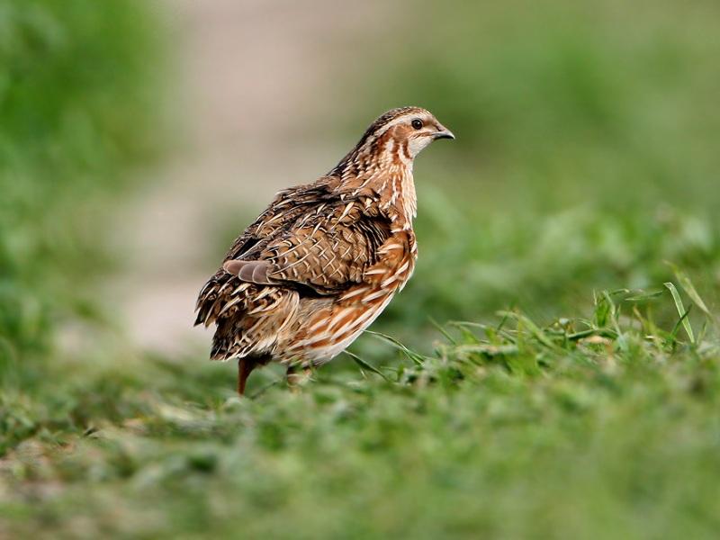 Перепілка звичайна Coturnix coturnix