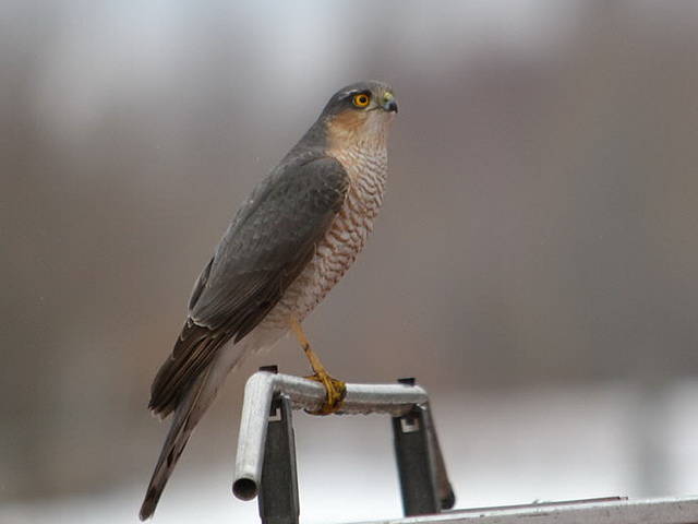 Яструб малий Accipiter nisus