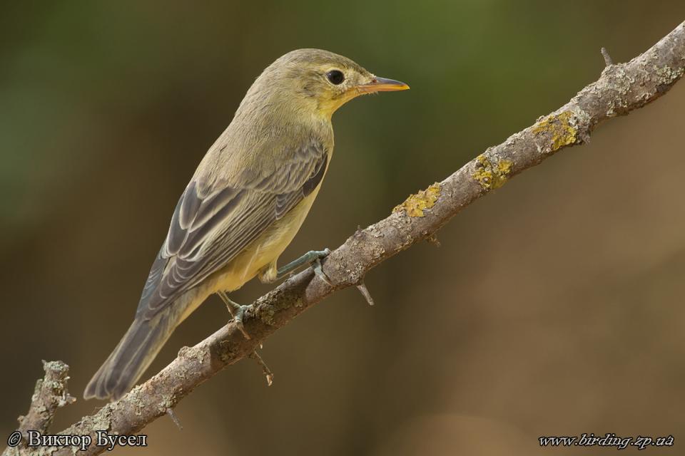 Берестянка звичайна Hippolais icterina