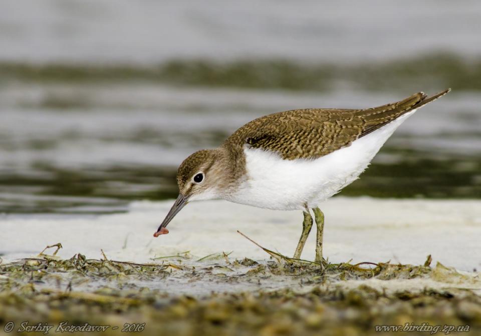 Набережник палеарктичний (перевізник) Actitis hypoleucos