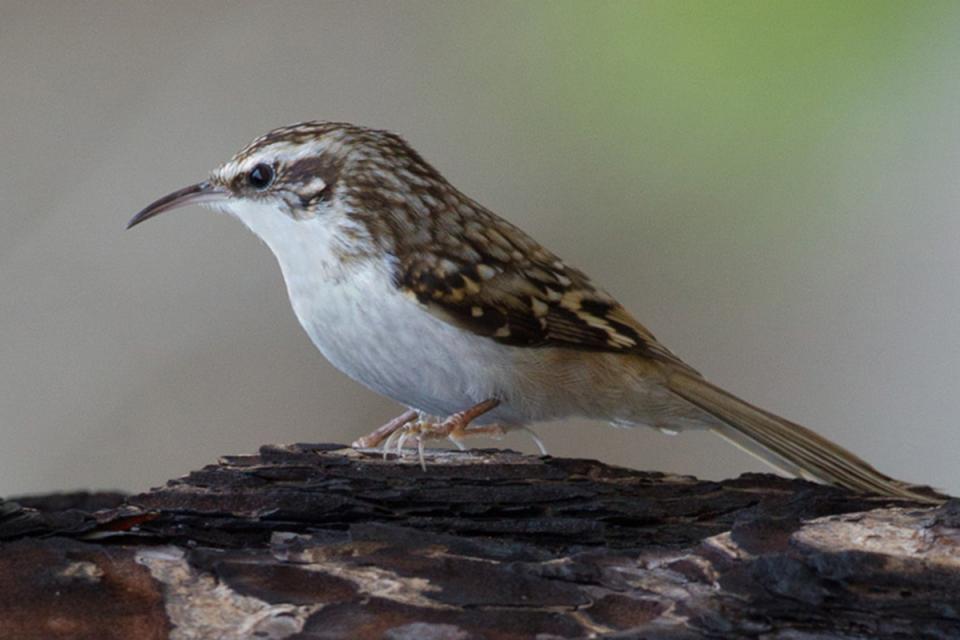 Підкоришник звичайний Certhia familiaris