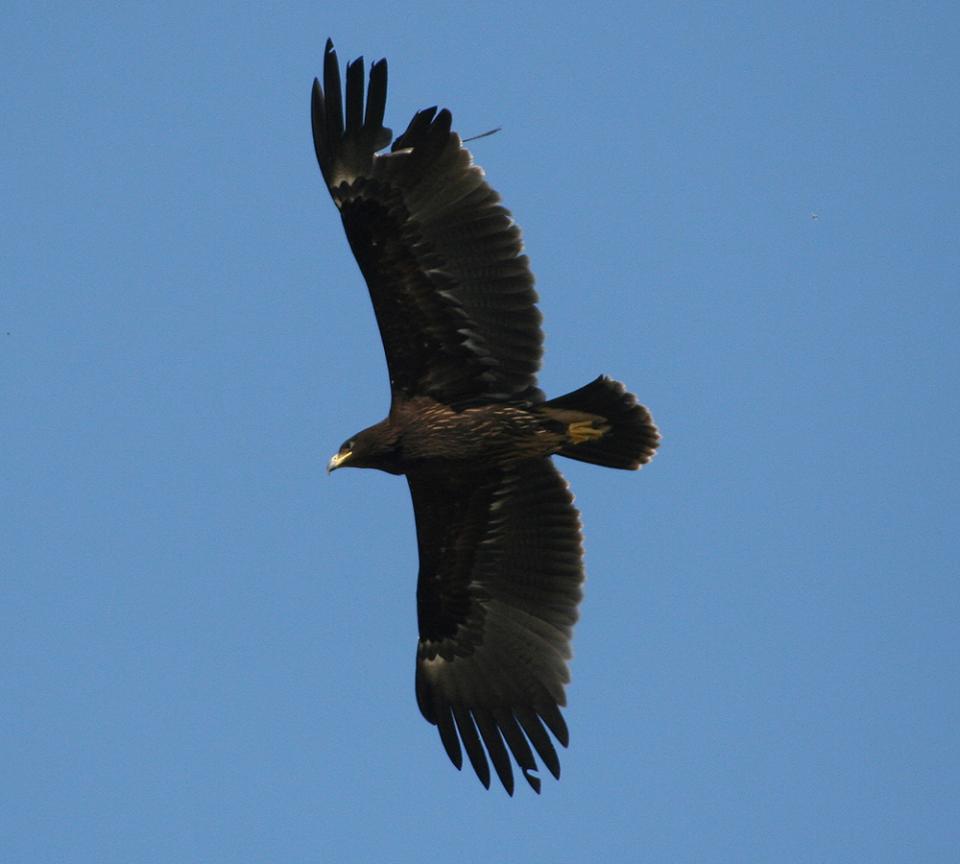 Підорлик великий Aquila clanga