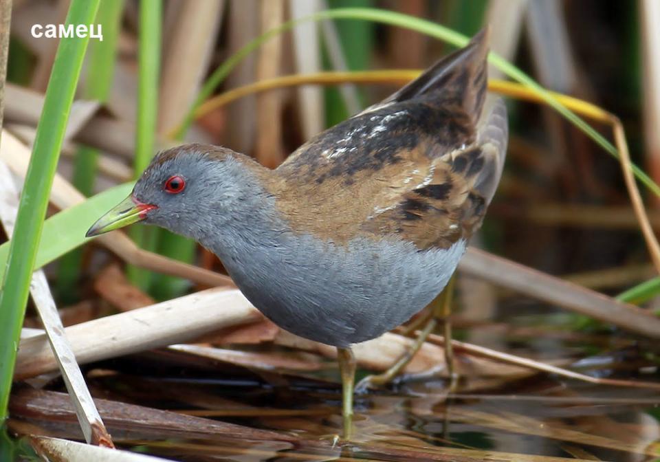 Погонич малий Porzana parva