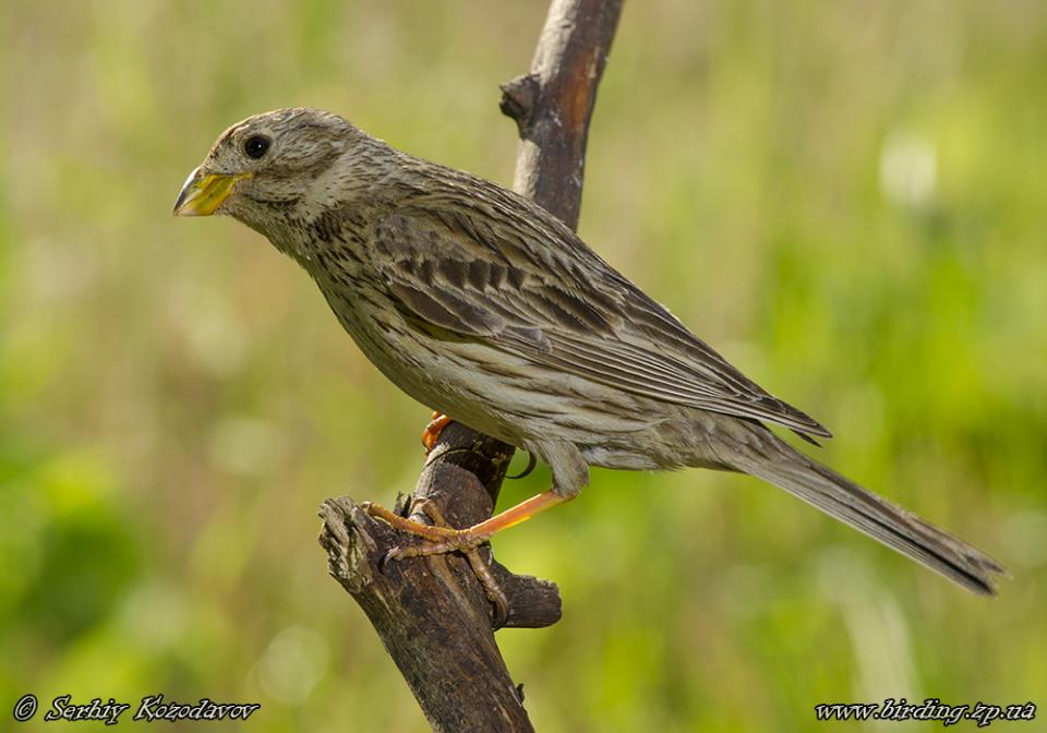 Просянка Emberiza calandra