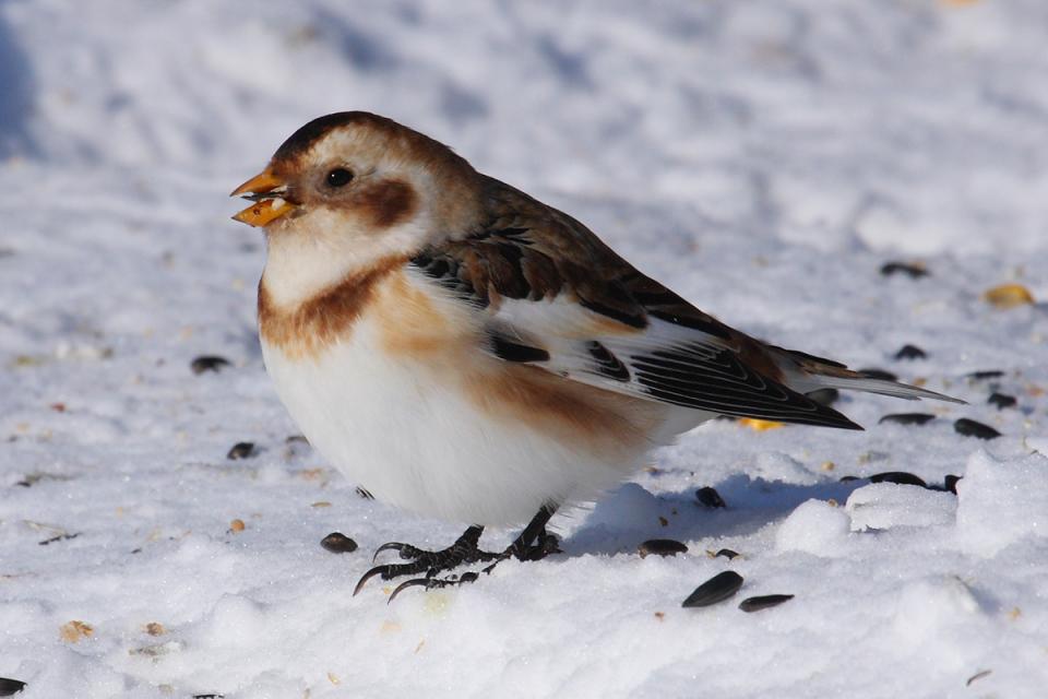 Пуночка Plectrophenax nivalis
