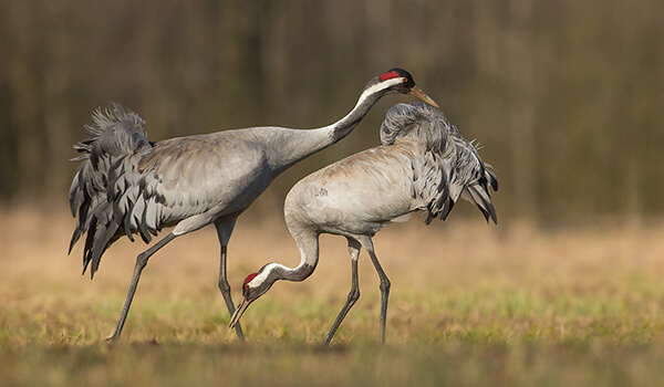 Журавель сірий Grus grus