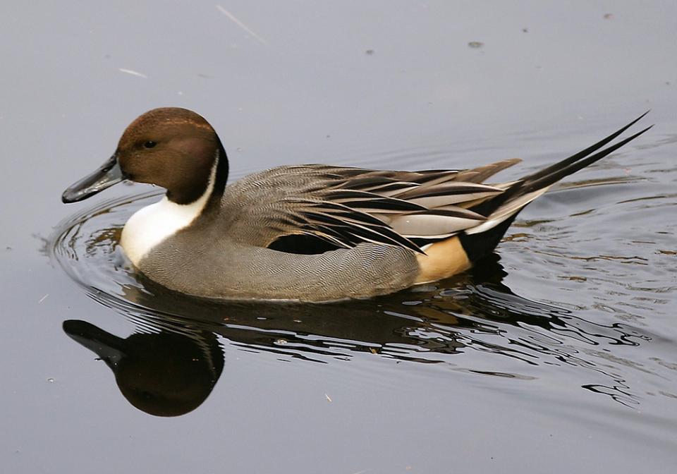 Шилохвіст північний Anas acuta