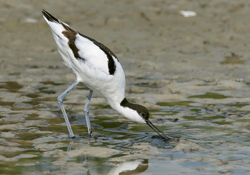 Чоботар Recurvirostra avosetta