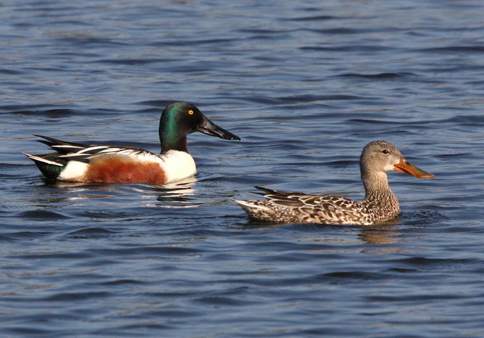 Широконіска північна Anas clypeata
