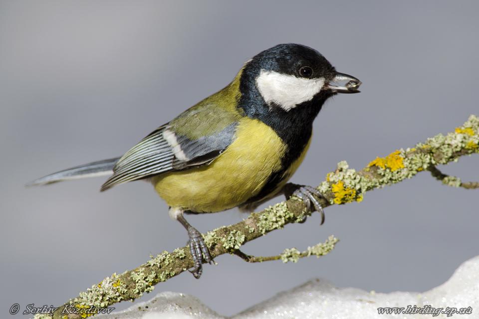 Синиця велика Parus major