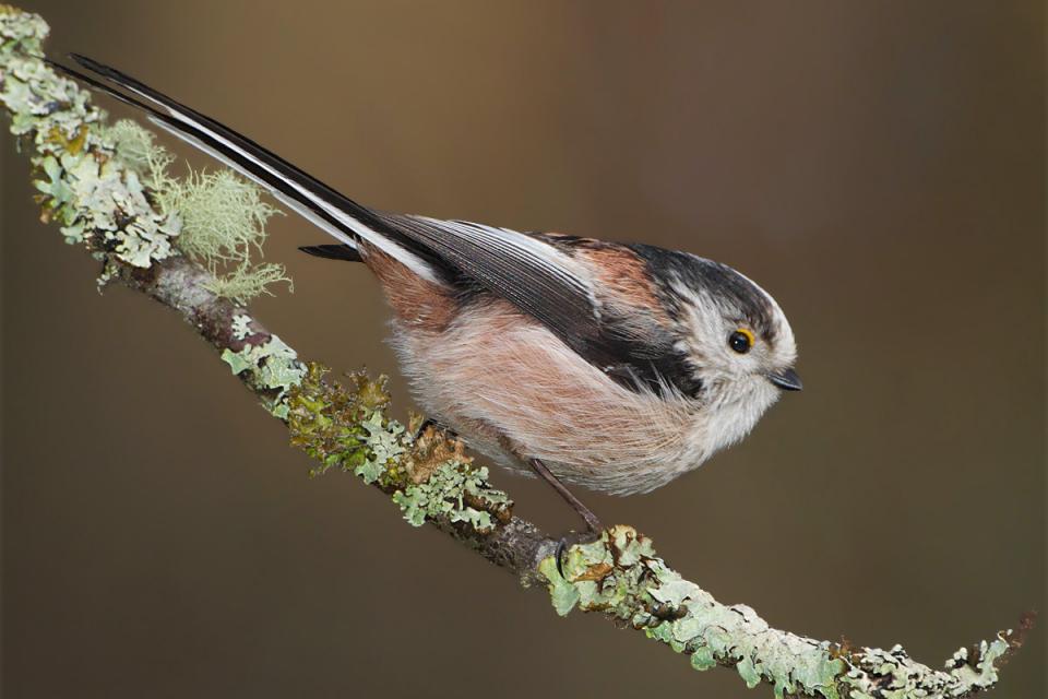 Синиця довгохвоста (ополовник) Aegithalos caudatus