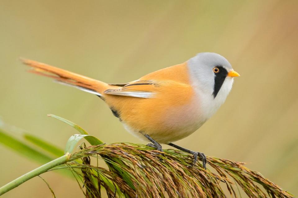 Синиця вусата Panurus biarmicus