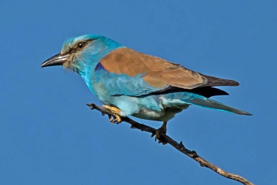 Сиворакша Coracias garrulus