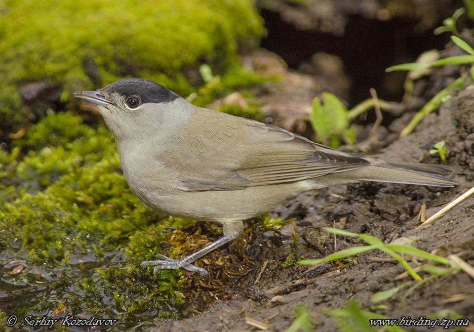 Кропив'янка чорноголова Sylvia atricapilla