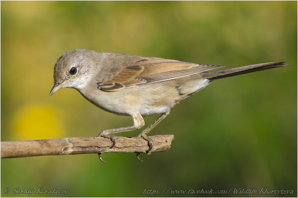 Кропив'янка сіра Sylvia communis
