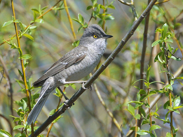 Кропив'янка рябогруда Sylvia nisoria
