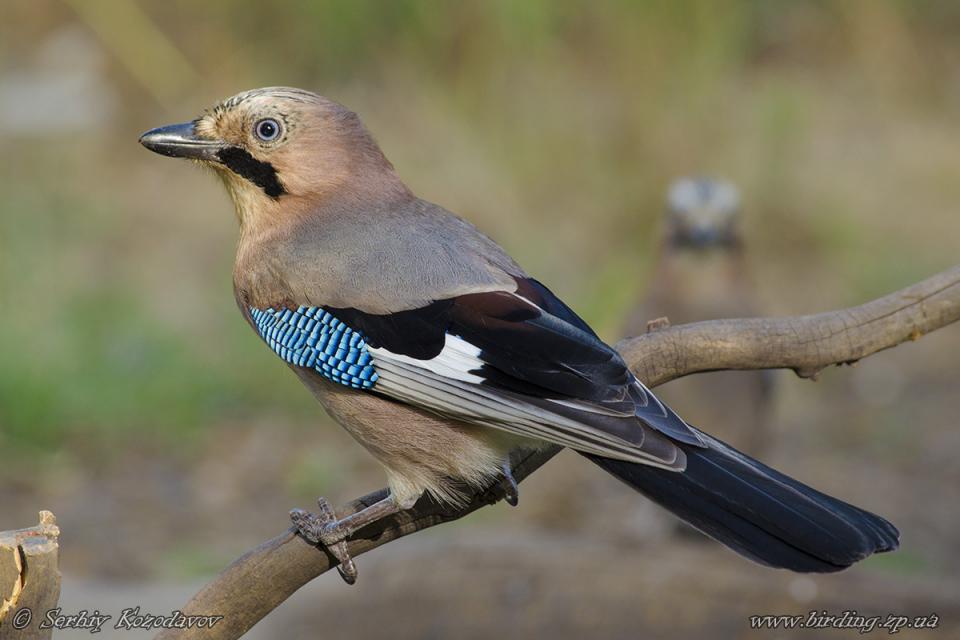 Сойка Garrulus glandarius