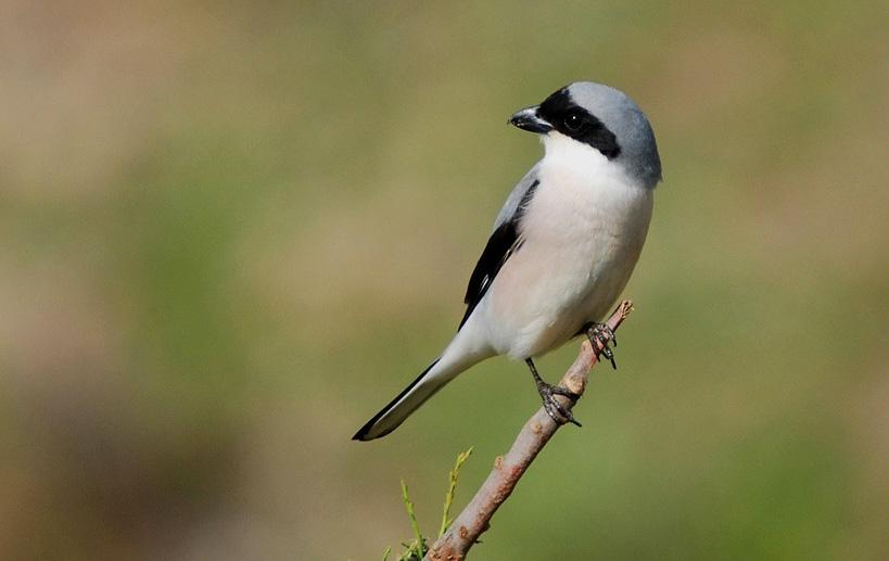 Сорокопуд чорнолобий Lanius minor